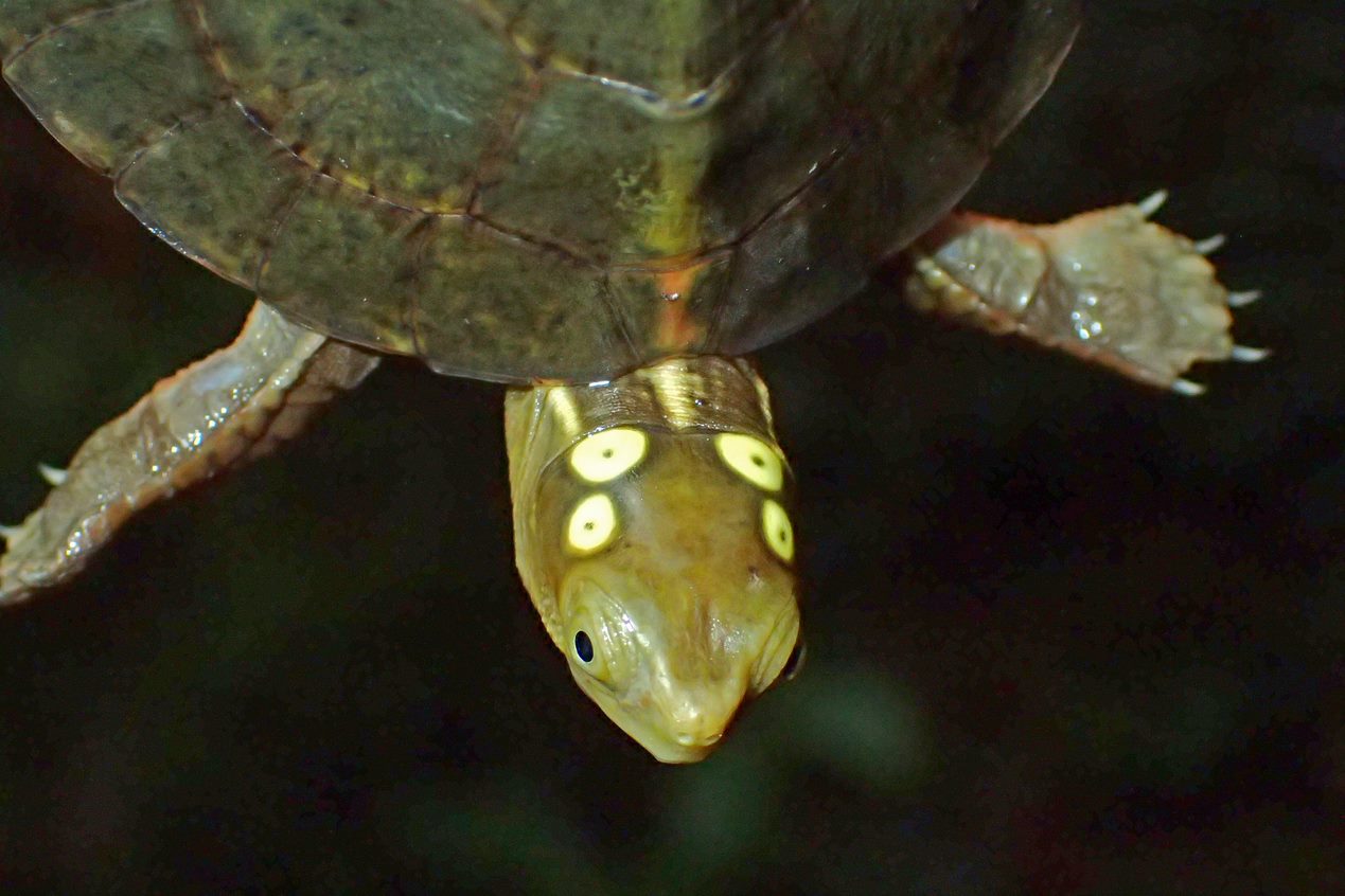 眼斑水龟
